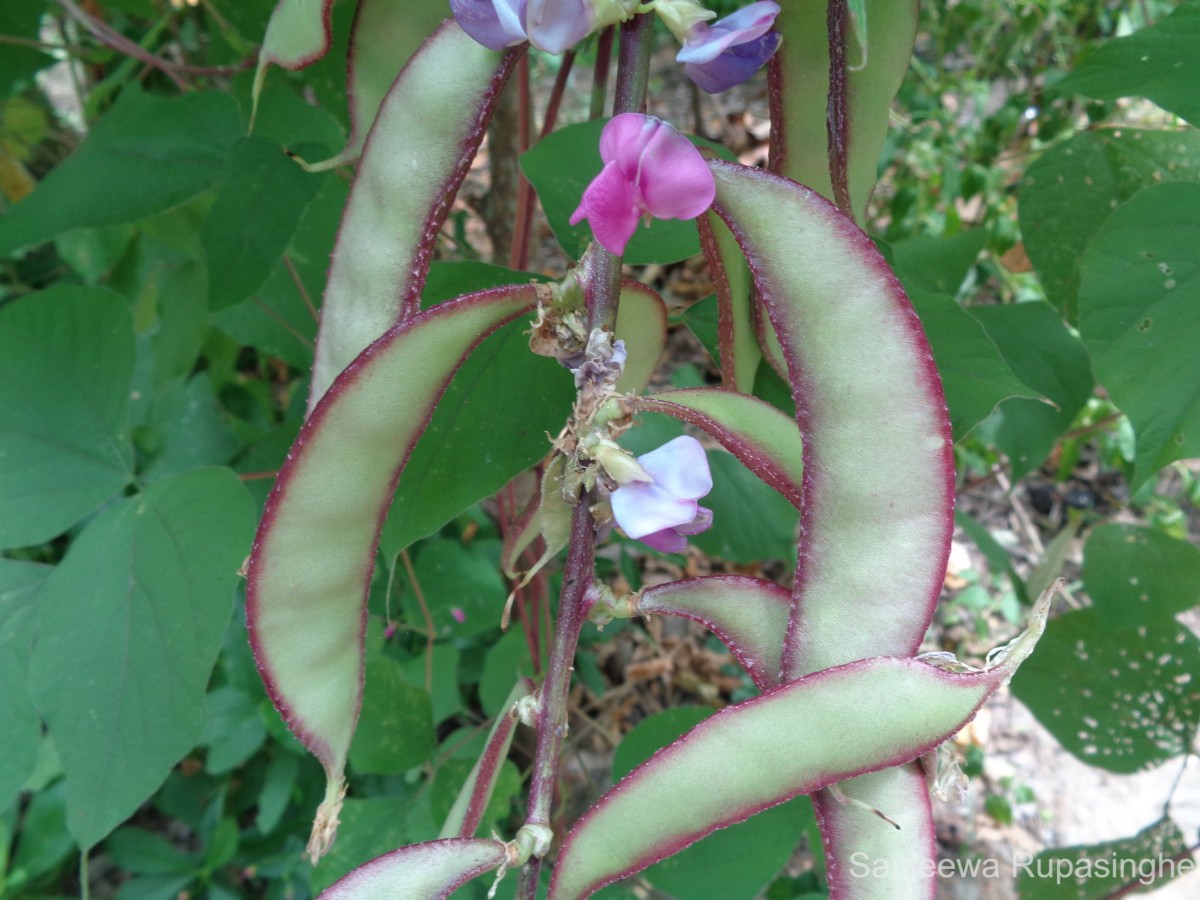 Lablab purpureus (L.) Sweet